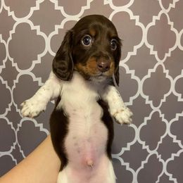 Dachshund Puppies from Dreaming of Dachshunds