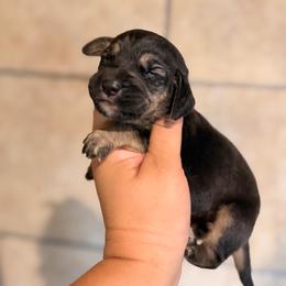Frannie - Black and tan female Bloodhound puppy in Conway, Missouri from Ozark Mountain Kennel