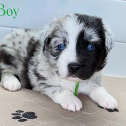 Green collar - Blue merle male Miniature Australian Shepherd puppy in Brooker, Florida from Triple Branch Aussies