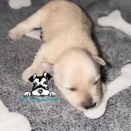 Cream - Wheaten female Miniature Schnauzer puppy in Kaufman, Texas from KK’s Krazy Kennels