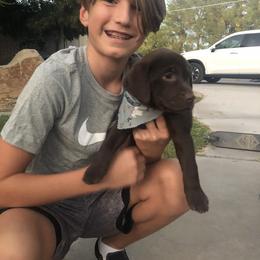 Golden Retriever and Labrador Retriever Puppies from All Around Retrievers