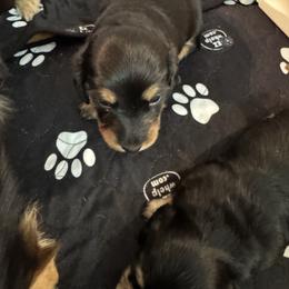 Coco - Black and tan female Dachshund puppy in Queen Creek, Arizona from DdogZ Miniature Dachshunds