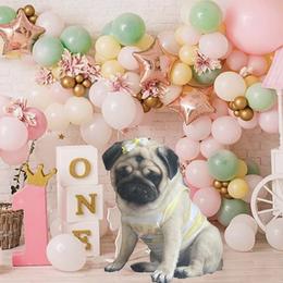 Bulldog and Pug Puppies from The Pugarazzi