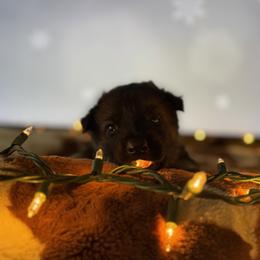 German Shepherd Puppies from Legacy K9’s