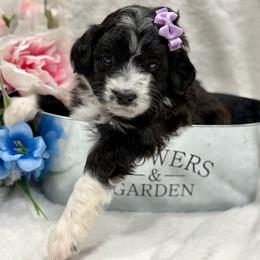 Purple collar toy - Black tri-color female Aussiedoodle puppy in 32046, Florida from River Hill Ranch