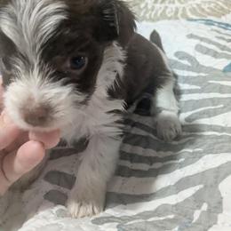 Chocolate parti Boy 1 - Parti male Yorkshire Terrier puppy in Odenville, Alabama from Yorkie Prints