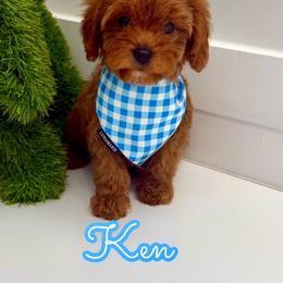 Ken - Red male Cavapoo puppy in Buford, Georgia from Petite Posh Puppies