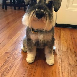 Miniature Schnauzer Puppies from A'Lord dog grooming