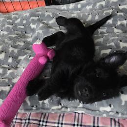Female2 (LBIIIW) - Black female Scottish Terrier puppy in Conroe, Texas from Scotch McLaren Terriers