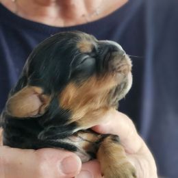 Clark - Black and tan male Cavalier King Charles Spaniel puppy in Waterloo, Iowa from Muddy Paws Cavaliers