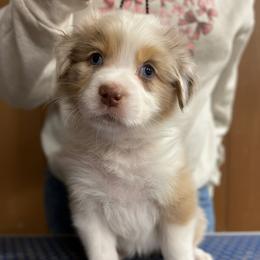 Zinnia - Red merle female Australian Shepherd puppy in Falmouth, Kentucky from Queen City Farm