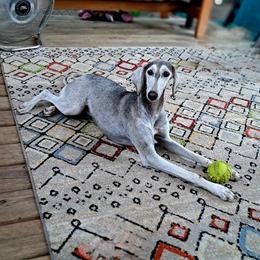 Saluki Puppies from Sahar Paz Salukis