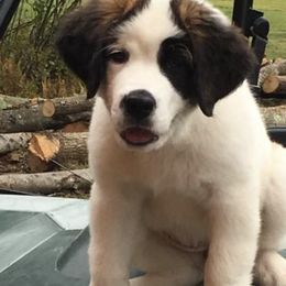 Saint Bernards from Nibbles Creek