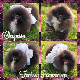 Cleopatra - Pomeranian