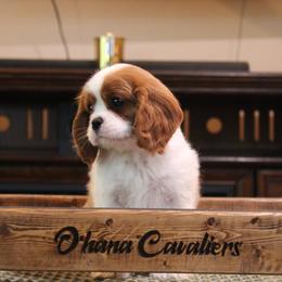 Cavalier King Charles Spaniel Puppies from Ohana Cavaliers