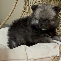 Pomeranian Puppies from JD Poms
