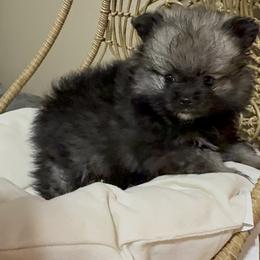 Pomeranian Puppies from JD Poms