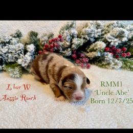 Uncle Abe - Red merle male Miniature Australian Shepherd puppy in Midway, Texas from L Bar W Aussie Ranch