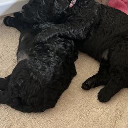 Curly-Coated Retriever Puppies from Elflock Curlies