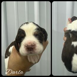 Darla - Liver white and tan female English Springer Spaniel puppy in Winchester, Kentucky from Hidden Springs Farm
