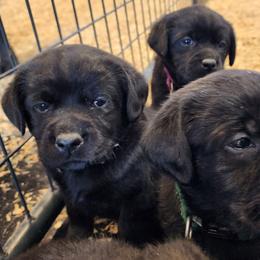 Blue Male Boy - Black male Labrador Retriever puppy in Yelm, Washington from Prince Labradors