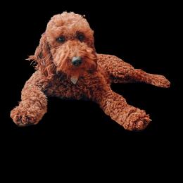 Ruby - Goldendoodle