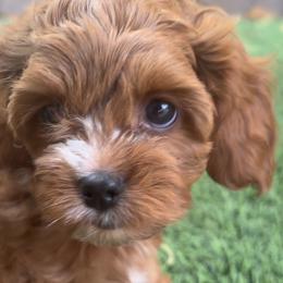 Loui - Red male Cavapoo puppy in Gilbert, Arizona from Arizona Toy Cavapoos – Health‐Tested & Home‐Raised