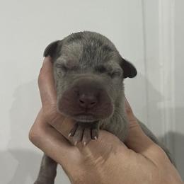 Jay Gatsby - Merle male Great Dane puppy in Florida from Beachside Kennels
