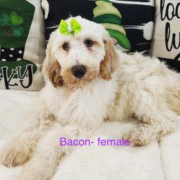 Girl 1 - Parti Goldendoodle puppy in New Bern, North Carolina from Oodles of Doodles