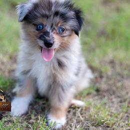 King 'Toy Sized' - Blue merle male Miniature American Shepherd puppy in Granbury, Texas from Best Little Aussies