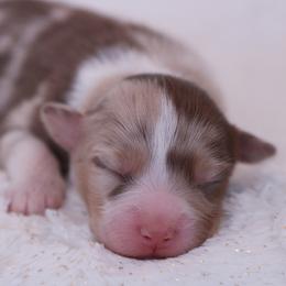 Esther - Red merle female Australian Shepherd puppy in Leavenworth, Kansas from Silverbrook Australian Shepherds