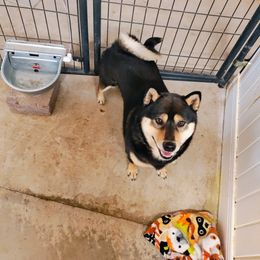 Pug and Shiba Inu Puppies from khshibas-khpugs