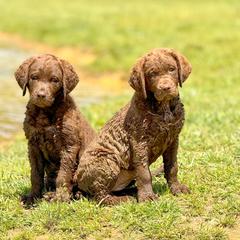 Chesapeake Bay Retrievers and Golden Retrievers from Oxford Farm Kennels