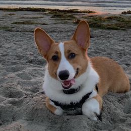 Pembroke Welsh Corgis from McKenty's Corgis