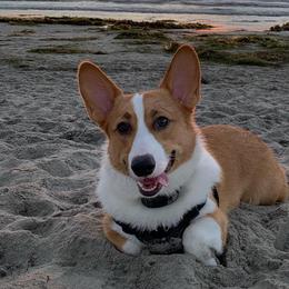 Pembroke Welsh Corgis from McKenty's Corgis