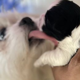 Shih Tzus from Sherrie’s Pups