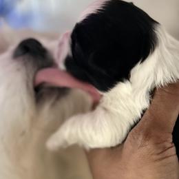 Shih Tzus from Sherrie’s Pups