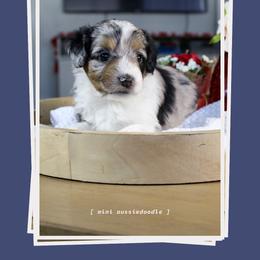 Bolt - Blue merle male Aussiedoodle puppy in Salem, Utah from Go West Mini Aussies