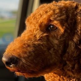 Poodles from Sweeter than Honey