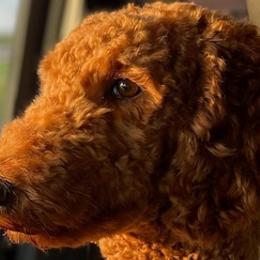 Poodles from Sweeter than Honey