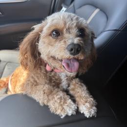 Cavapoo puppies from Clig Doodle Days