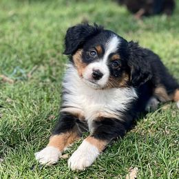 Miniature Australian Shepherd and Toy Australian Shepherd Puppies from Kickapoo Creek Toy & Mini Aussies