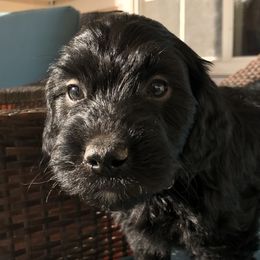 Legend - Goldendoodle puppy in Utah from PollyWally Doodle