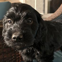 Legend - Goldendoodle puppy in Utah from PollyWally Doodle