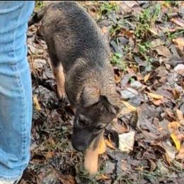 Odom's Einfaches Mädchen (Eina) - Sable female German Shepherd puppy in Springtown, Texas from Odom's German Shepherds