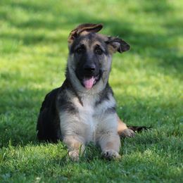 Lefty - Black & Tan Boy - Black and tan German Shepherd puppy in Crockett, Texas from Classic German Shepherds
