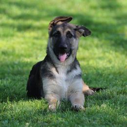 Lefty - Black & Tan Boy - Black and tan German Shepherd puppy in Crockett, Texas from Classic German Shepherds