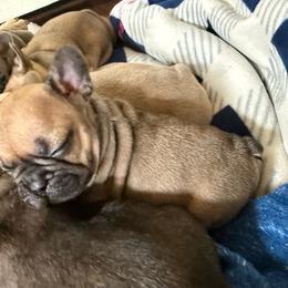 Small Red Fawn - Fawn male French Bulldog puppy in Billings, Montana from Yellowstone Frenchies