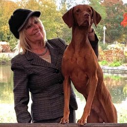 Vizslas from CMF Vizslas