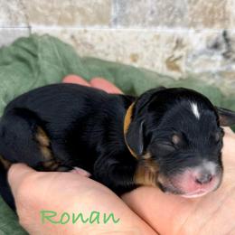Ronan - Tri-color male Bernedoodle puppy in Midland, Michigan from Northern Charm Farm